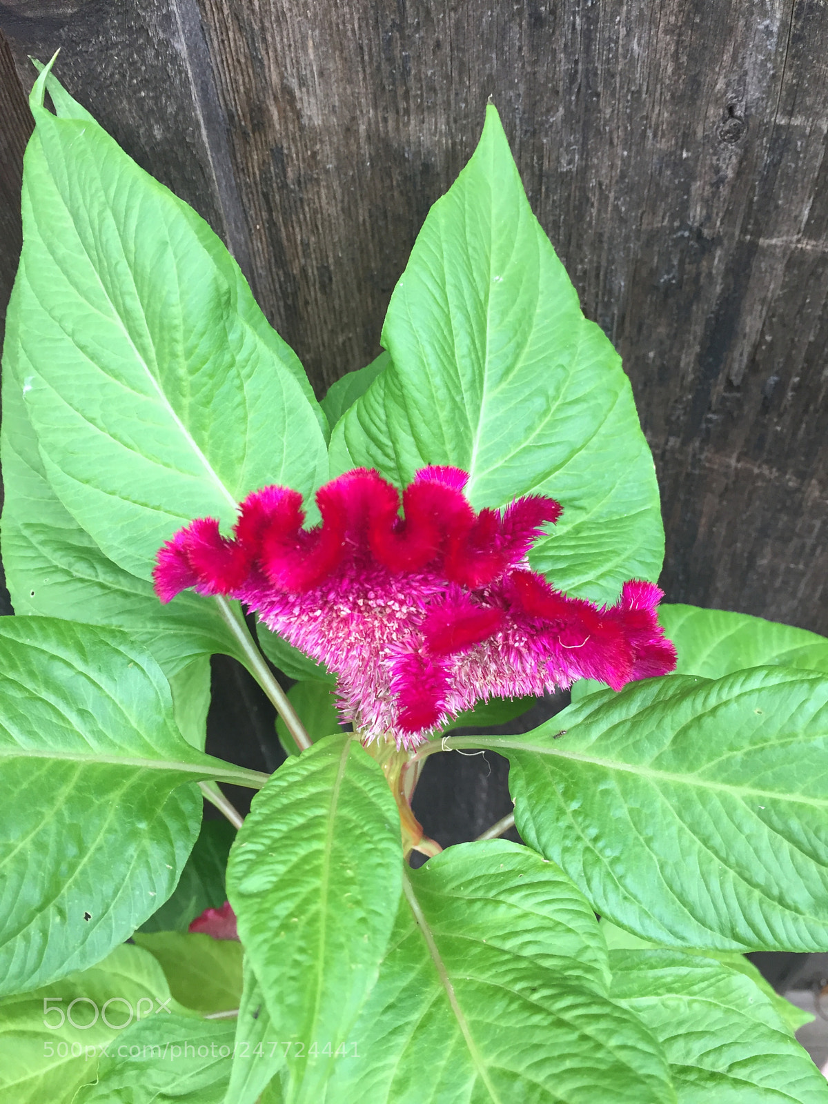 Apple iPhone 6 sample photo. Flower photography