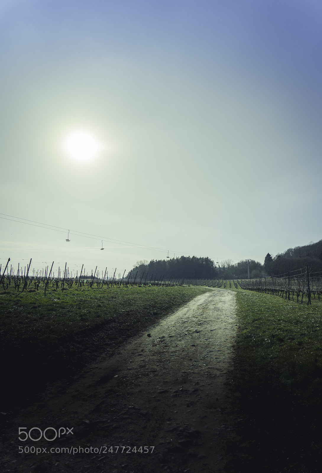 Sony a7 II sample photo. Vineyards photography