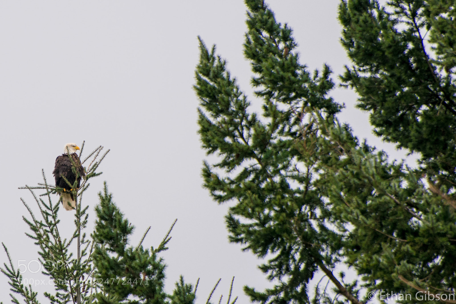 Nikon D3400 sample photo. Grumpy eagle in a photography