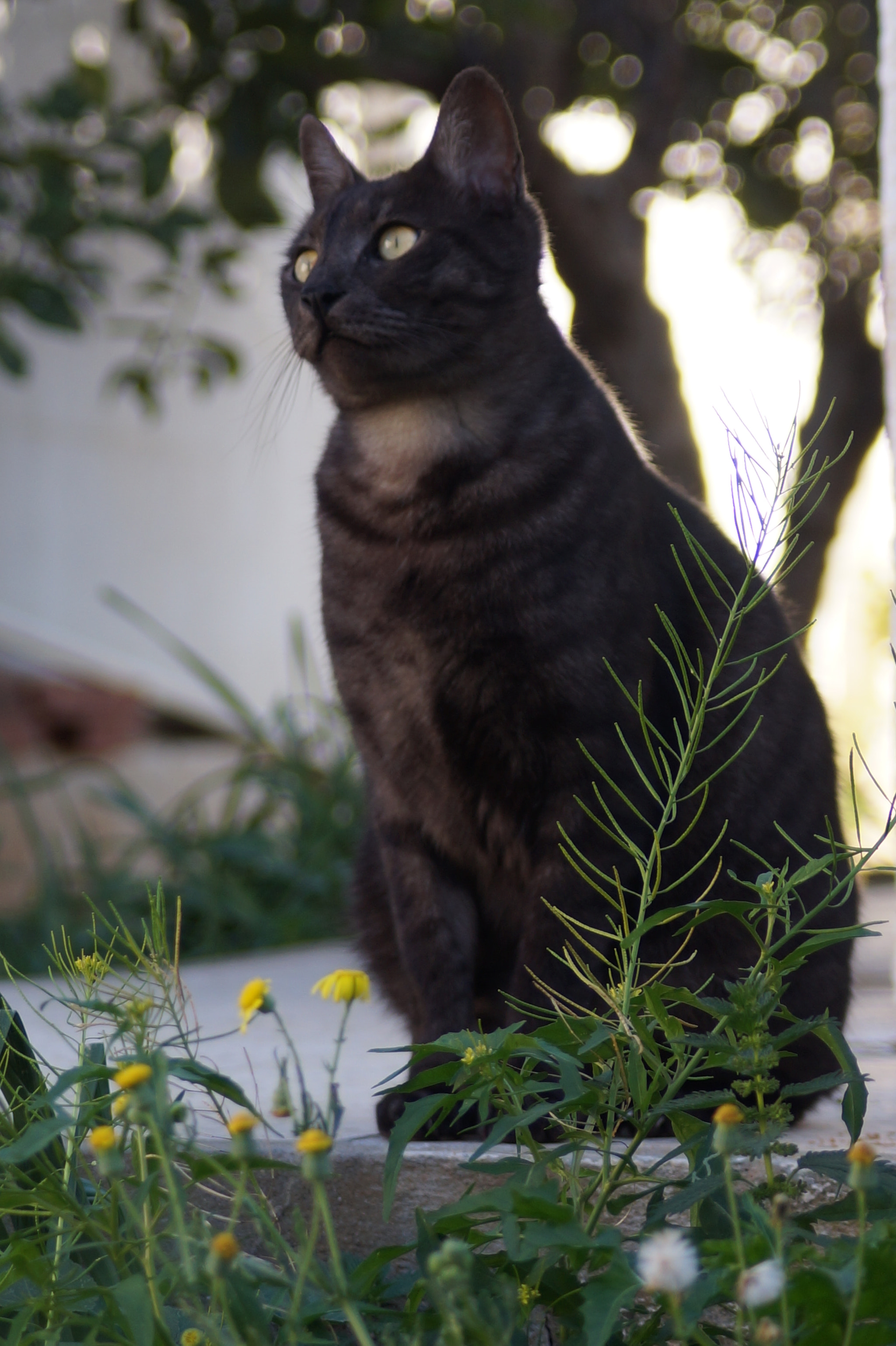 Sony DT 55-200mm F4-5.6 SAM sample photo