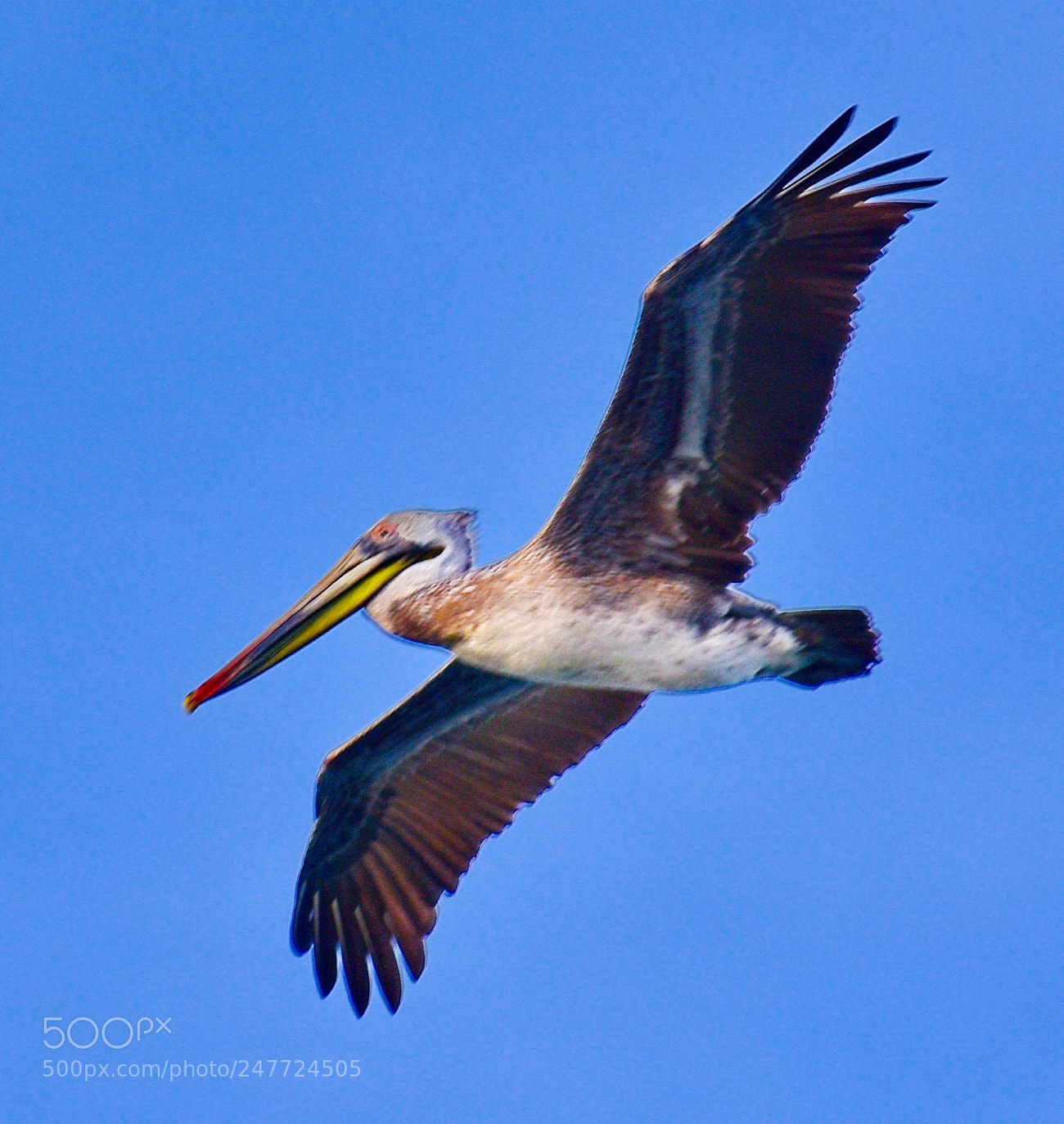 Nikon D7200 sample photo. Pelican flying in the photography