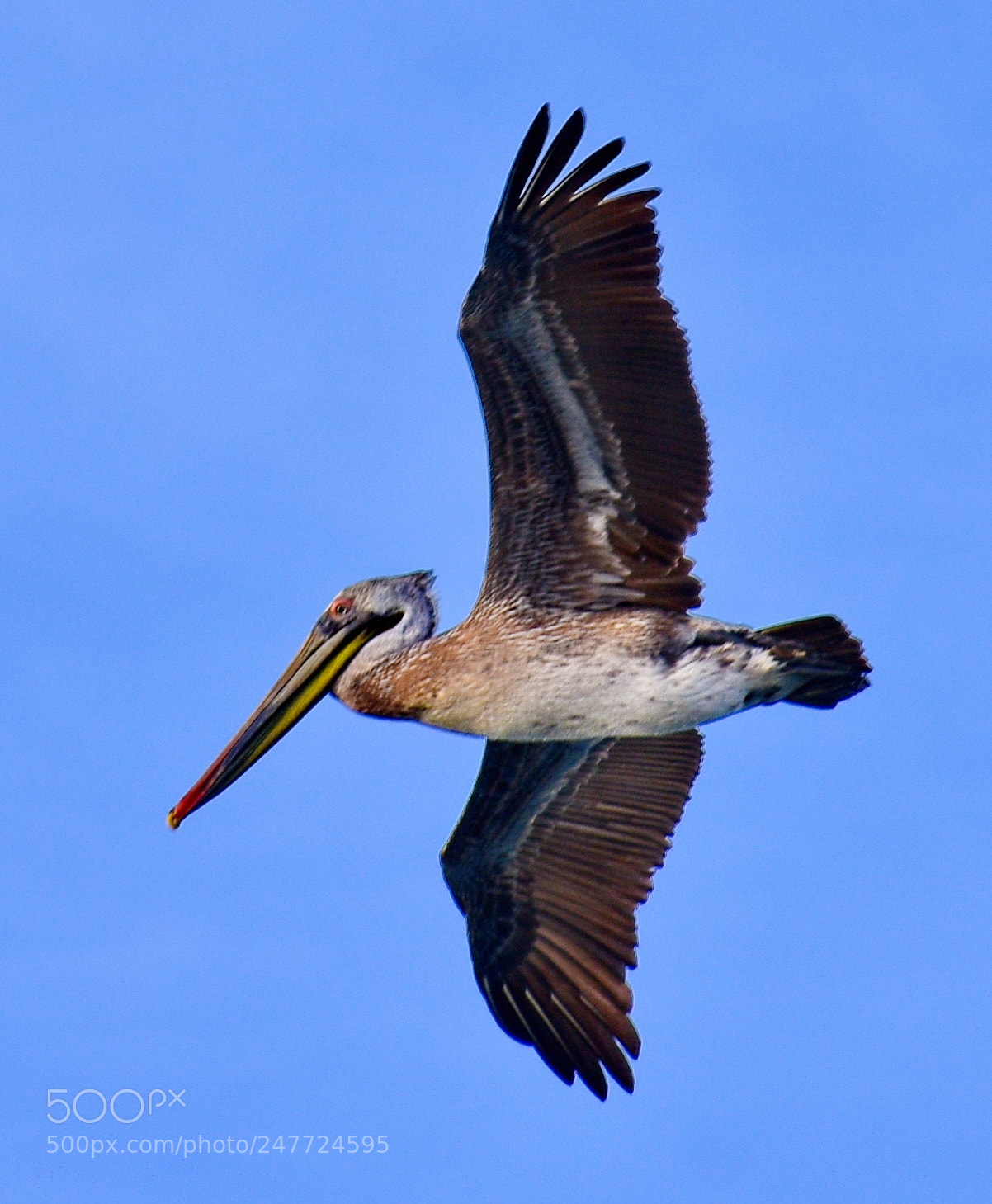 Nikon D7200 sample photo. Pelican flying in marina photography