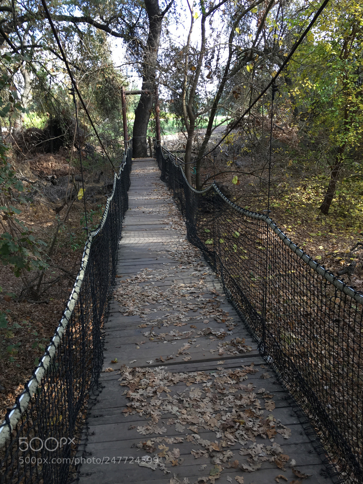 Apple iPhone SE sample photo. The wooden bridge photography