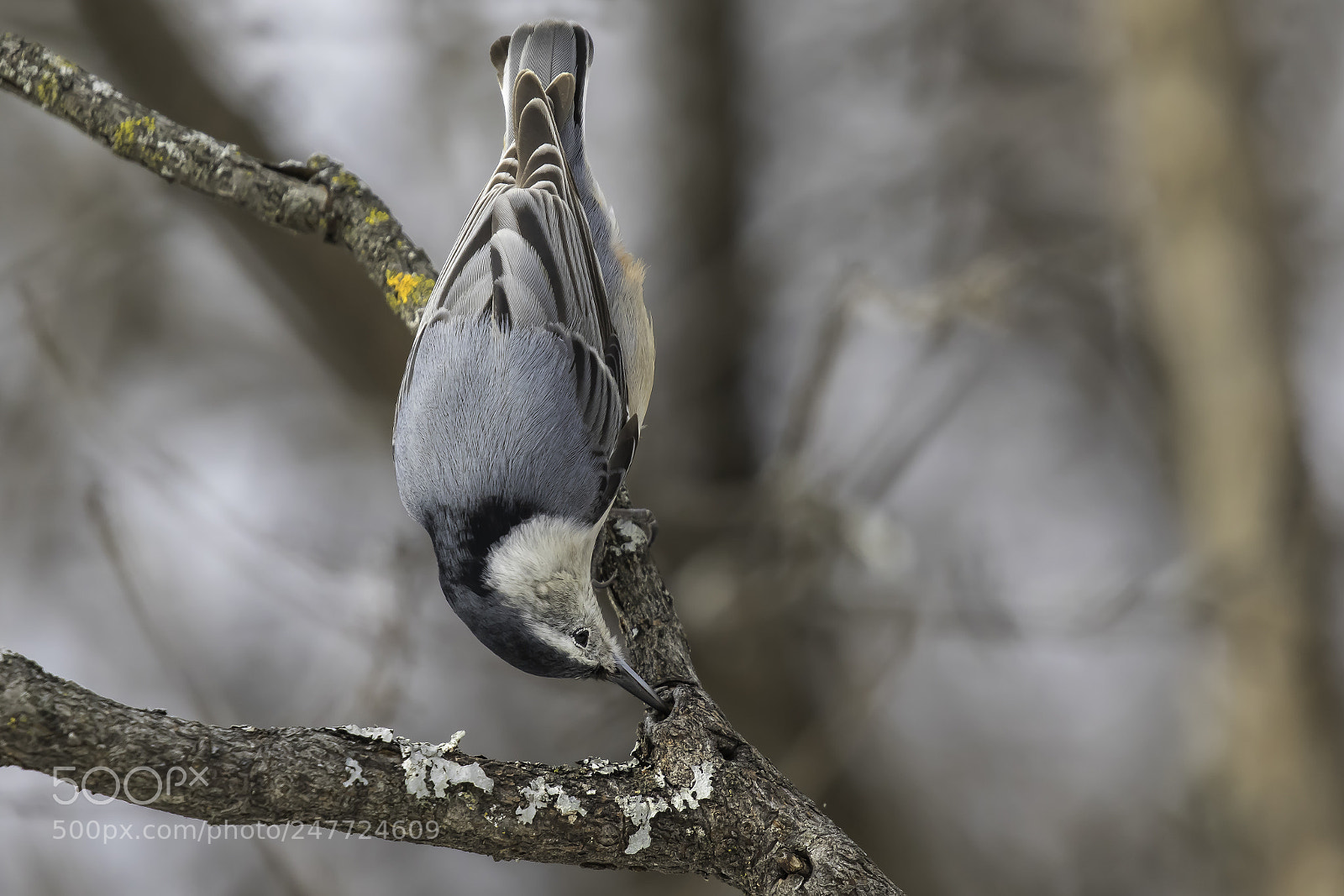 Canon EOS 7D Mark II sample photo. Nuthatch hanging out photography