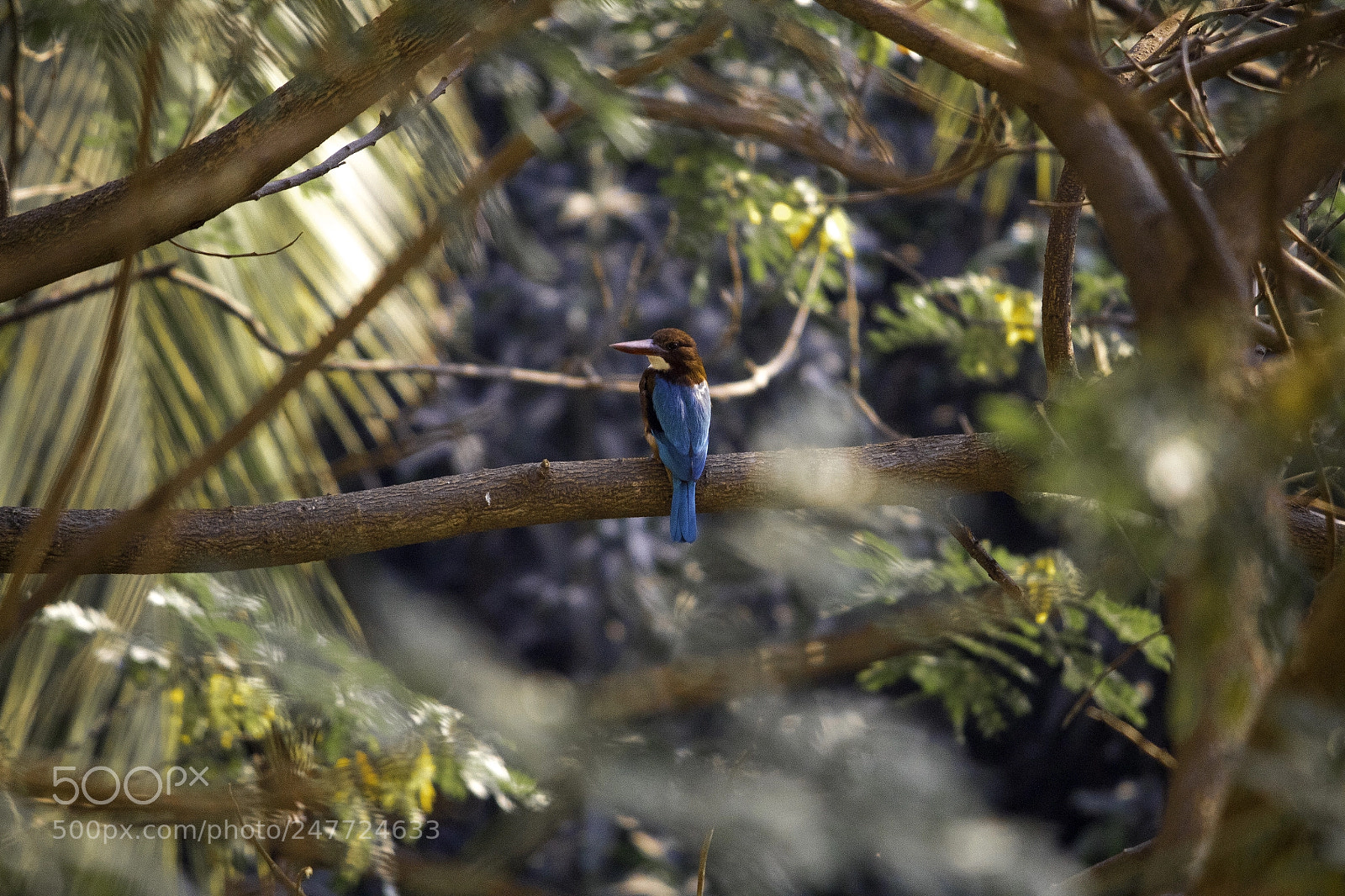 Canon EOS 1300D (EOS Rebel T6 / EOS Kiss X80) sample photo. White throated kingfisher on photography