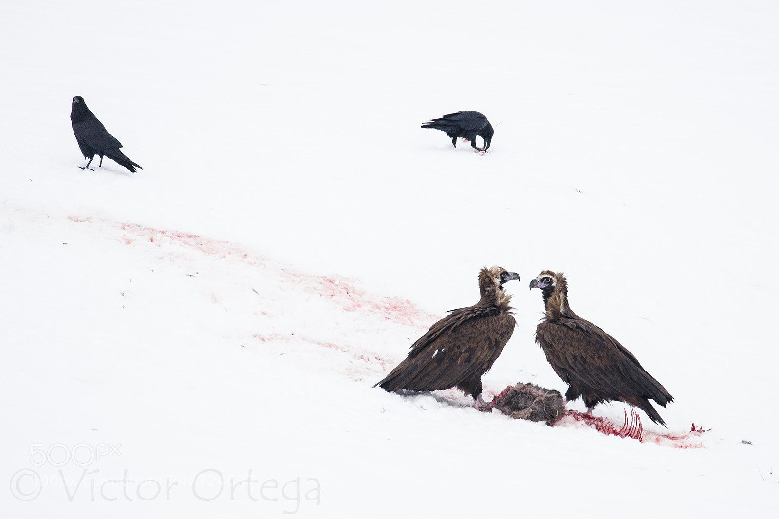 Nikon D500 sample photo. Black vultures photography