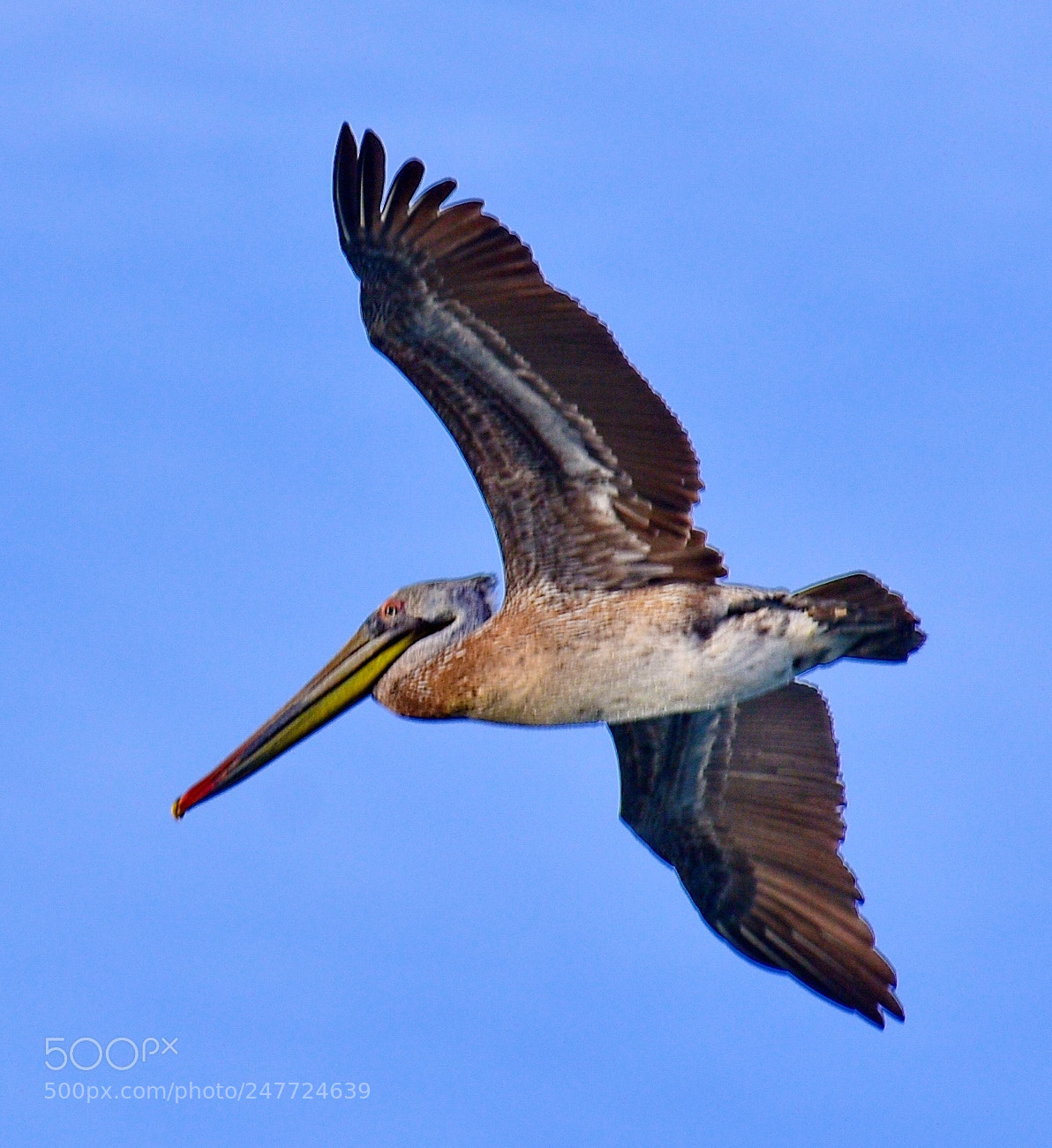 Nikon D7200 sample photo. Pelican flying in the photography