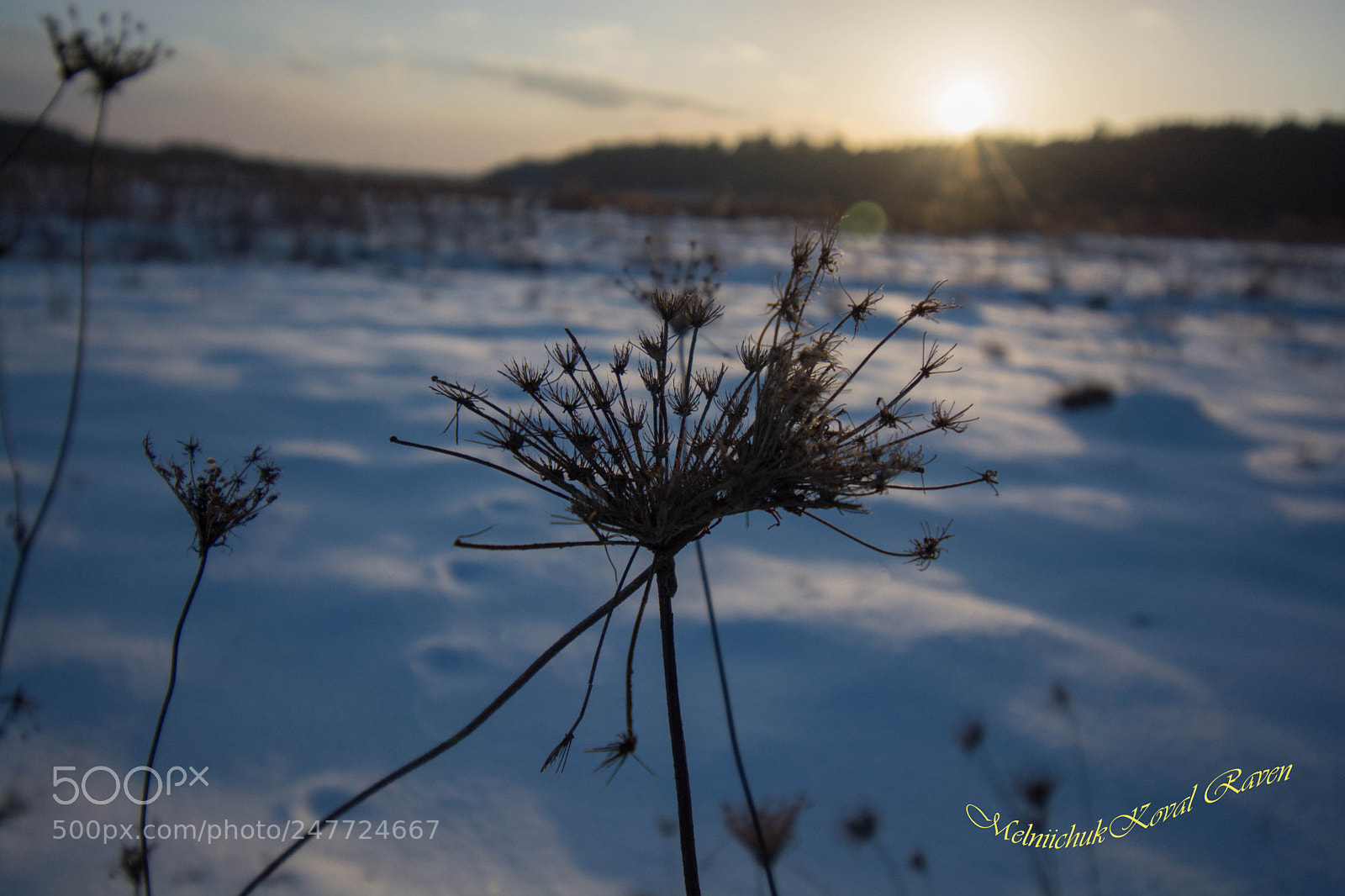 Nikon D5200 sample photo. Dry parsley photography