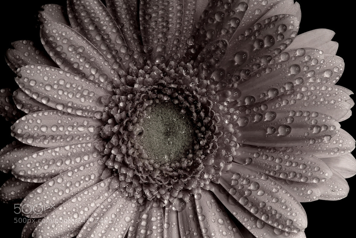 Panasonic Lumix DMC-FZ300 sample photo. Gerbera photography