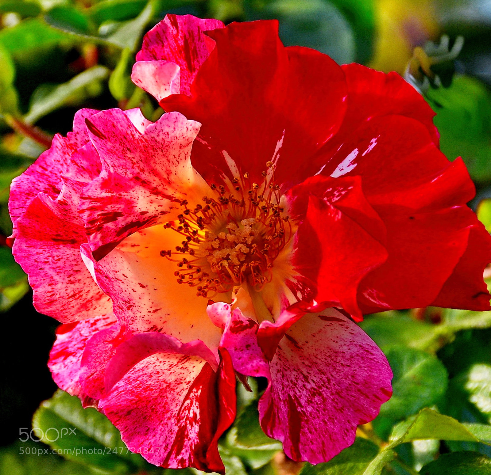 Nikon D7200 sample photo. Red carnation flower photography