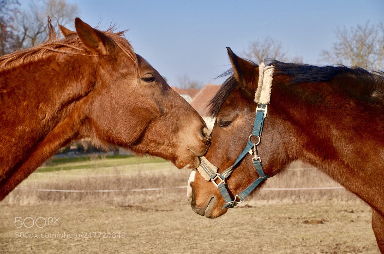 Nikon D5100 sample photo. Mouth to mouth photography