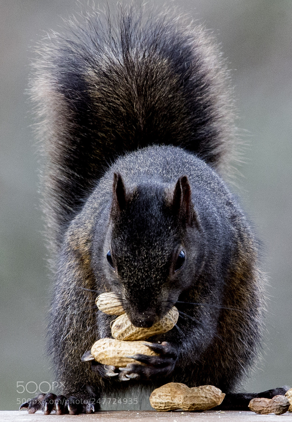 Canon EOS-1D X sample photo. The peanut hoarder photography