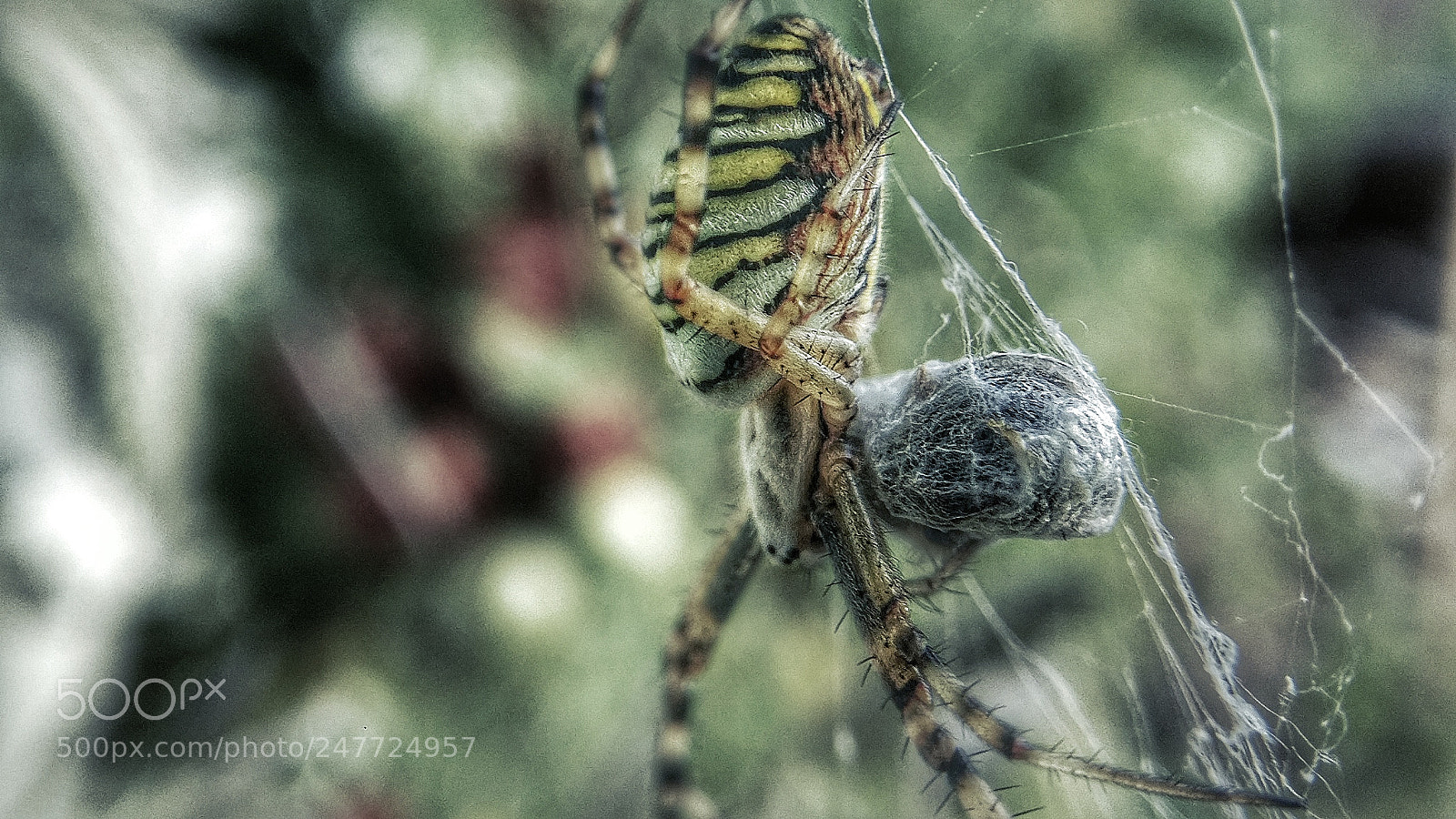 OnePlus A3003 sample photo. Wasp spider photography