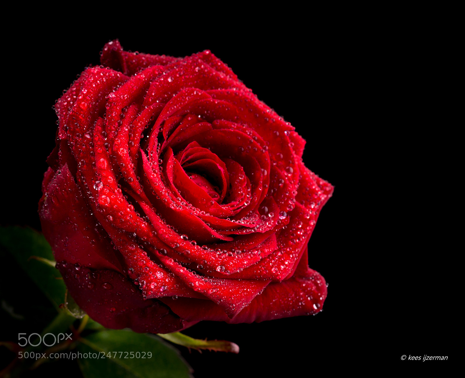 Sony SLT-A77 sample photo. Rose. photography