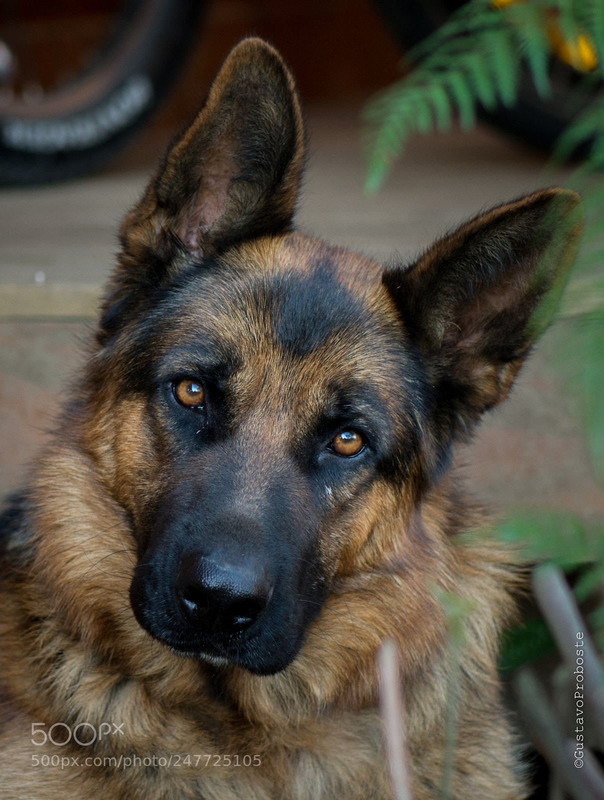 Nikon D7200 sample photo. One of my guardians photography