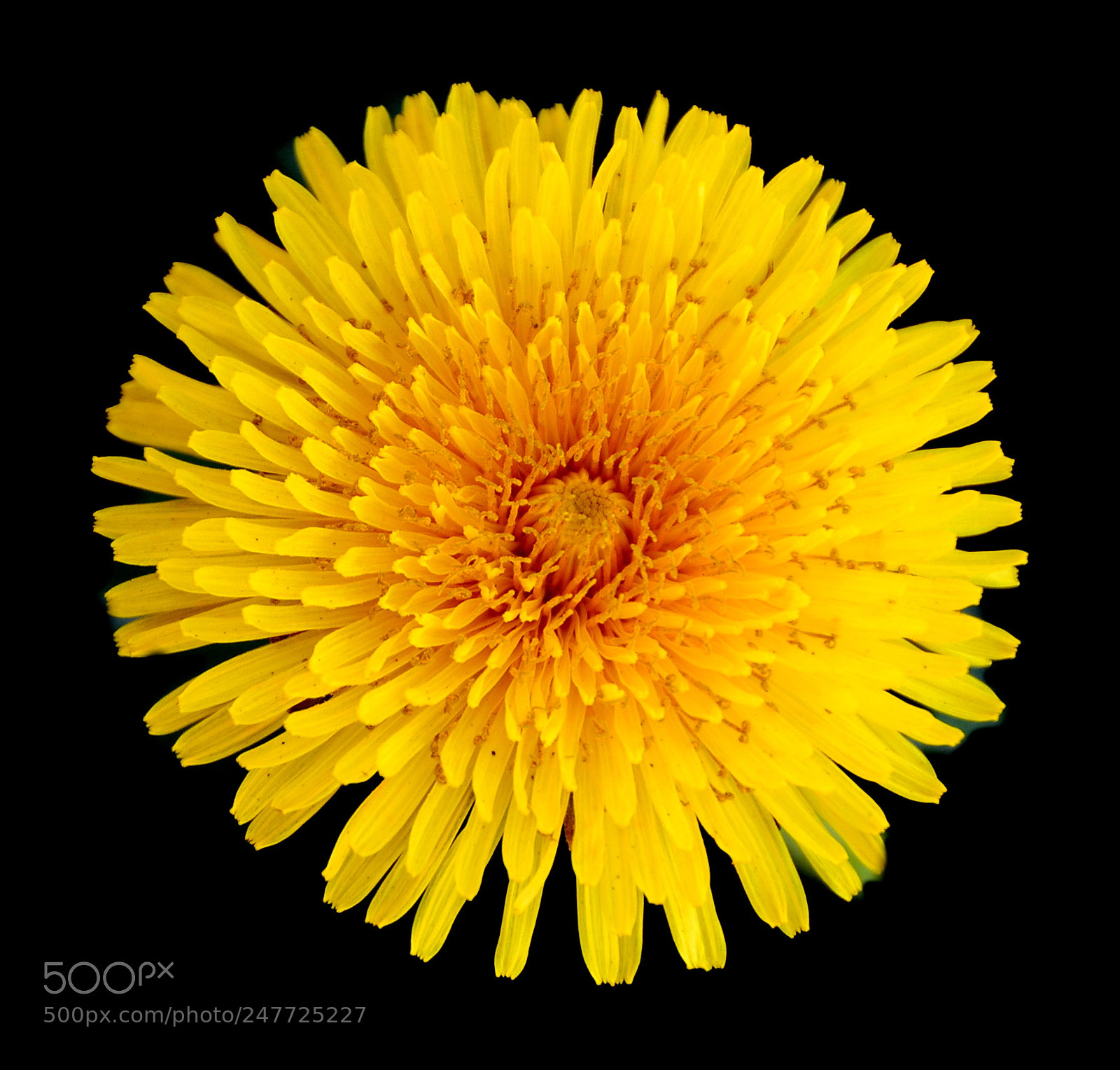 Nikon D7200 sample photo. A gold daisy flower photography