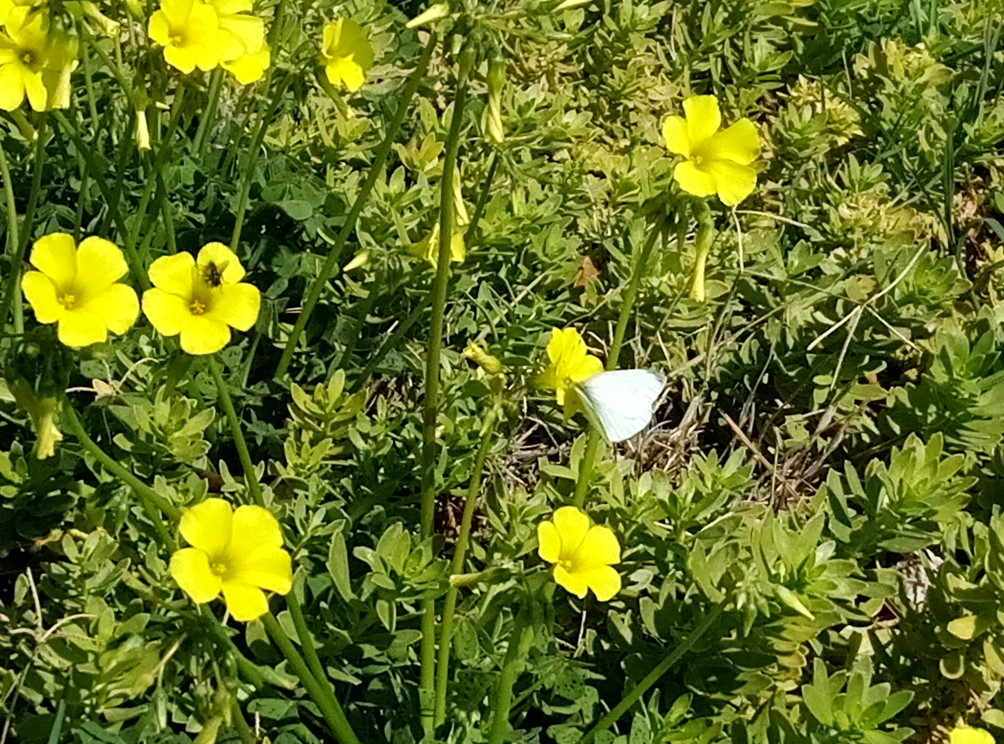 Meizu M3s sample photo. La mariposa y la abeja photography