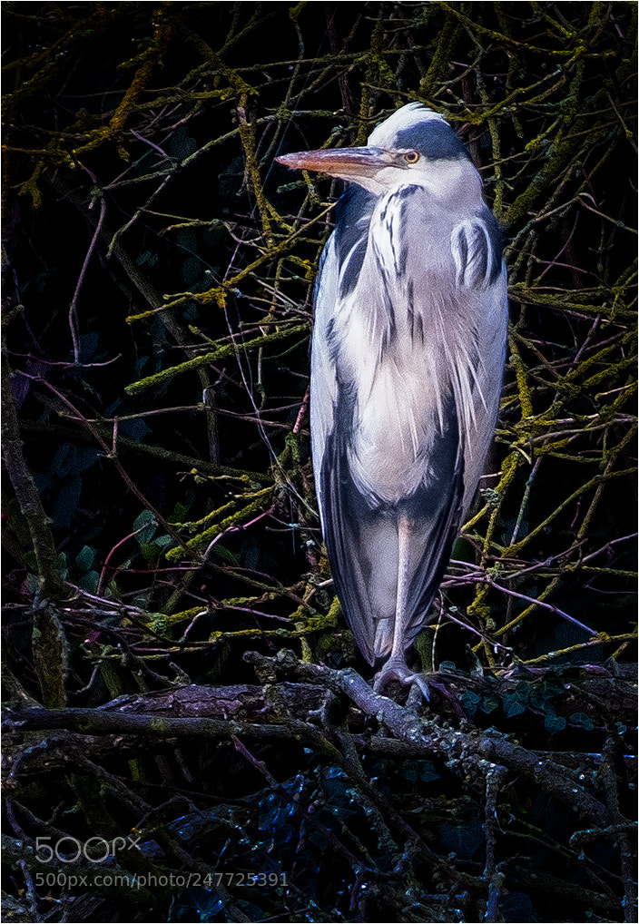 Fujifilm X-T2 sample photo. Heron in habitat photography