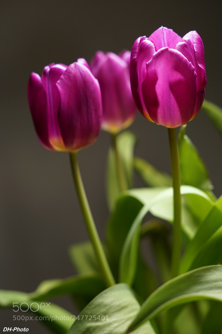 Sony ILCA-77M2 sample photo. Tulips in violet photography