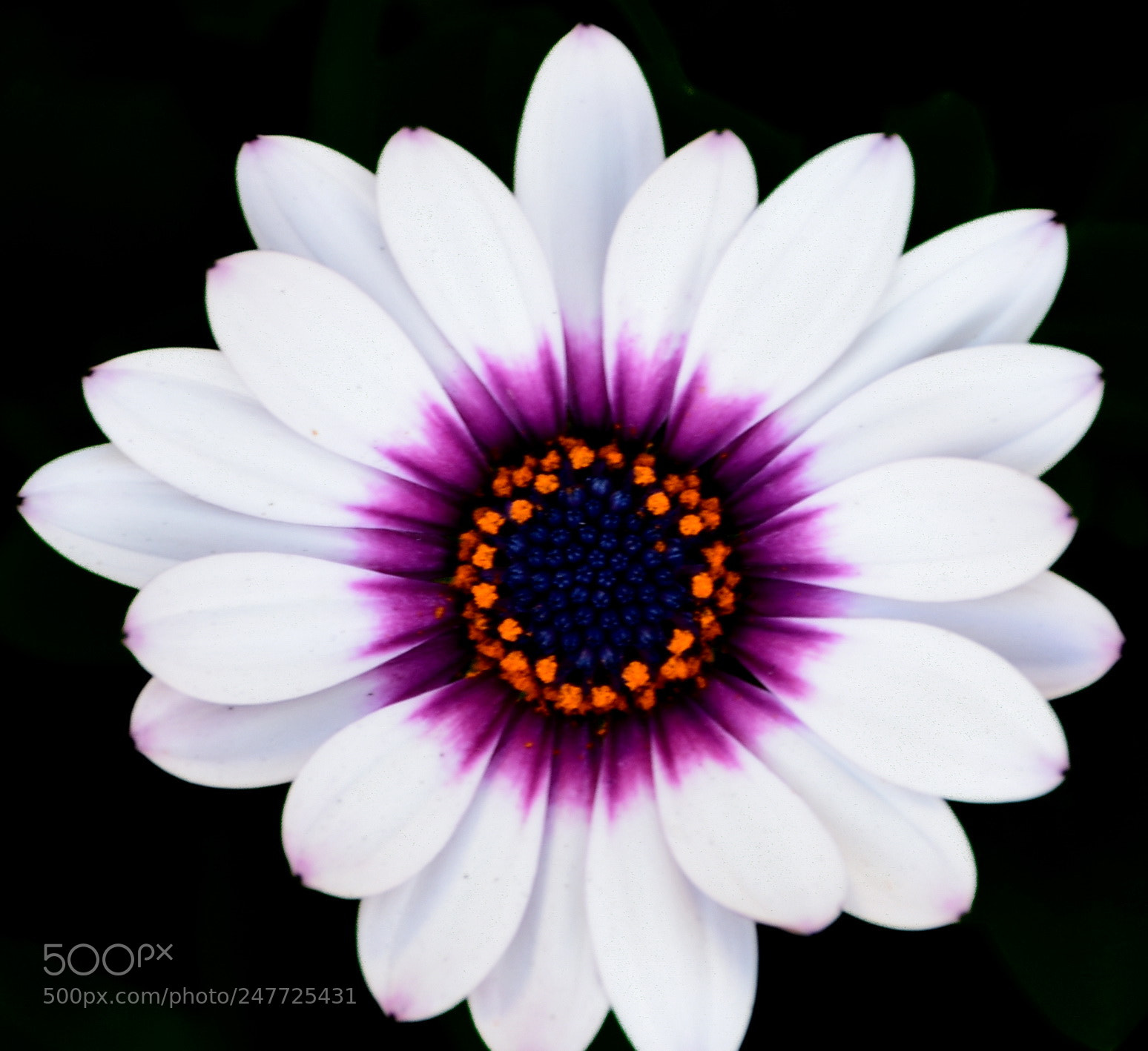 Nikon D7200 sample photo. A lovely white and photography