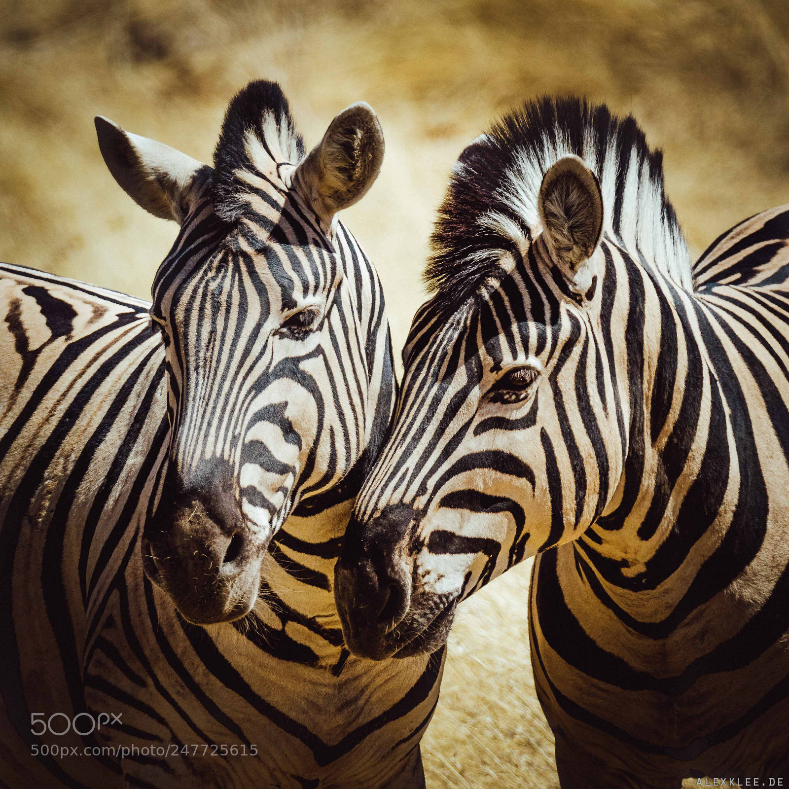 Canon EOS 7D Mark II sample photo. Two zebras and the photography