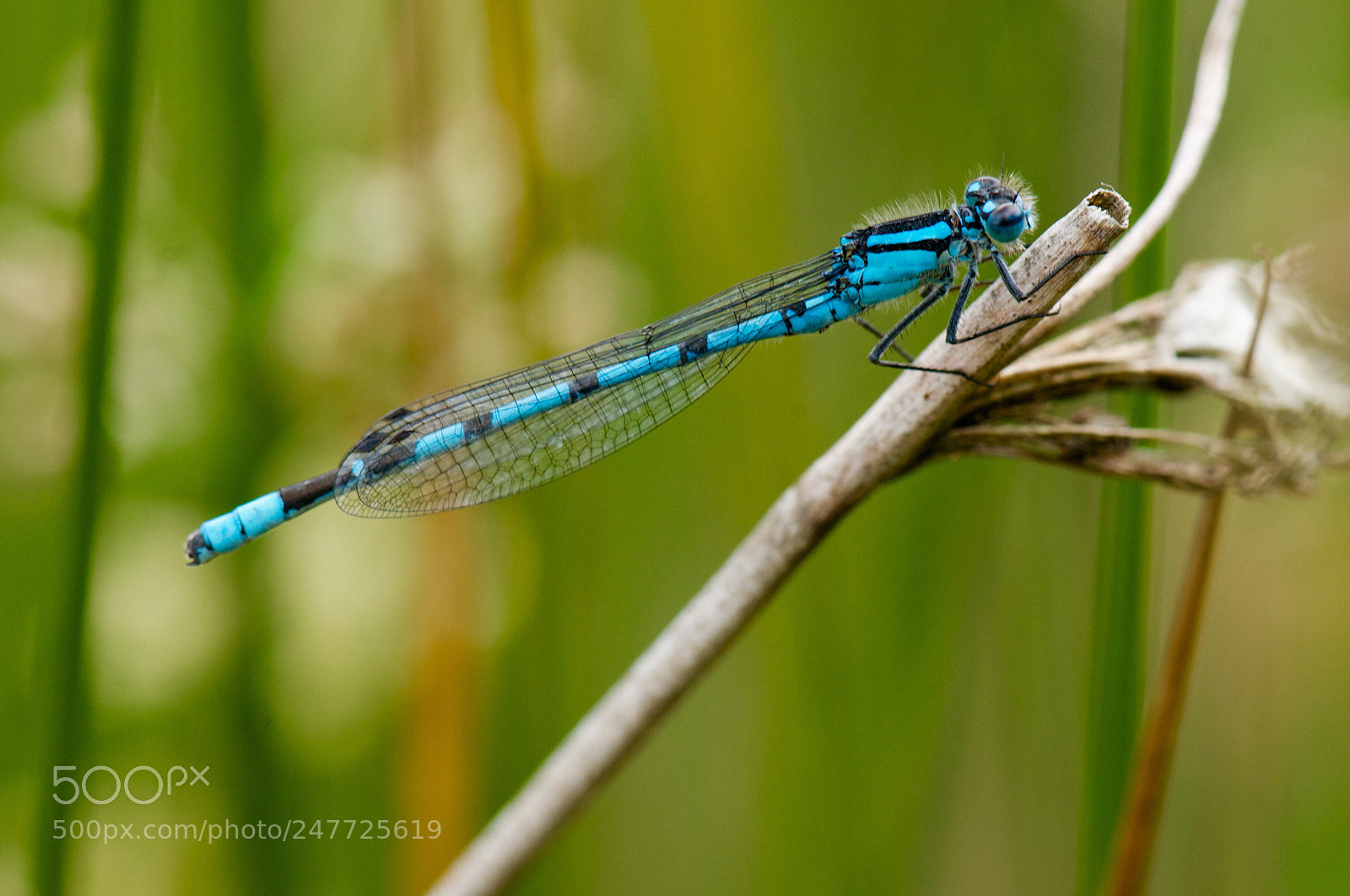 Nikon D300S sample photo. Colourful dragonfly photography
