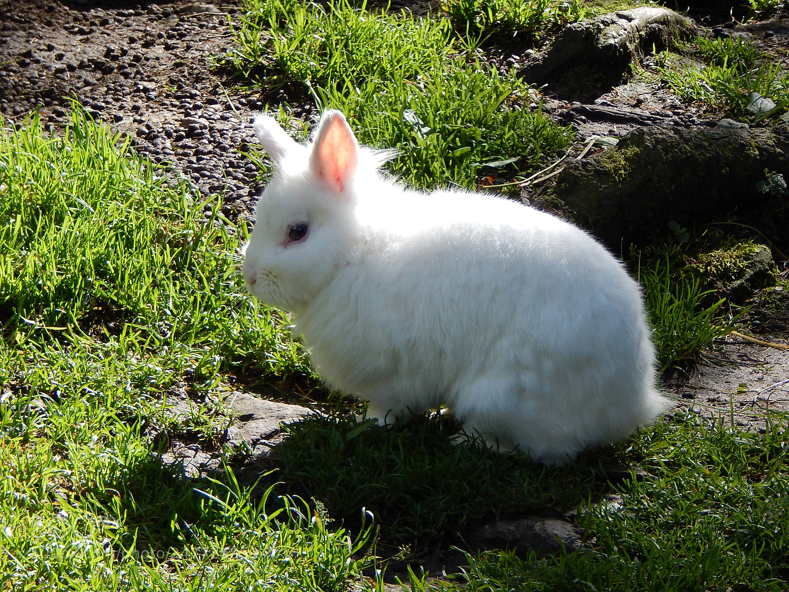Nikon Coolpix L830 sample photo. The white rabbit photography