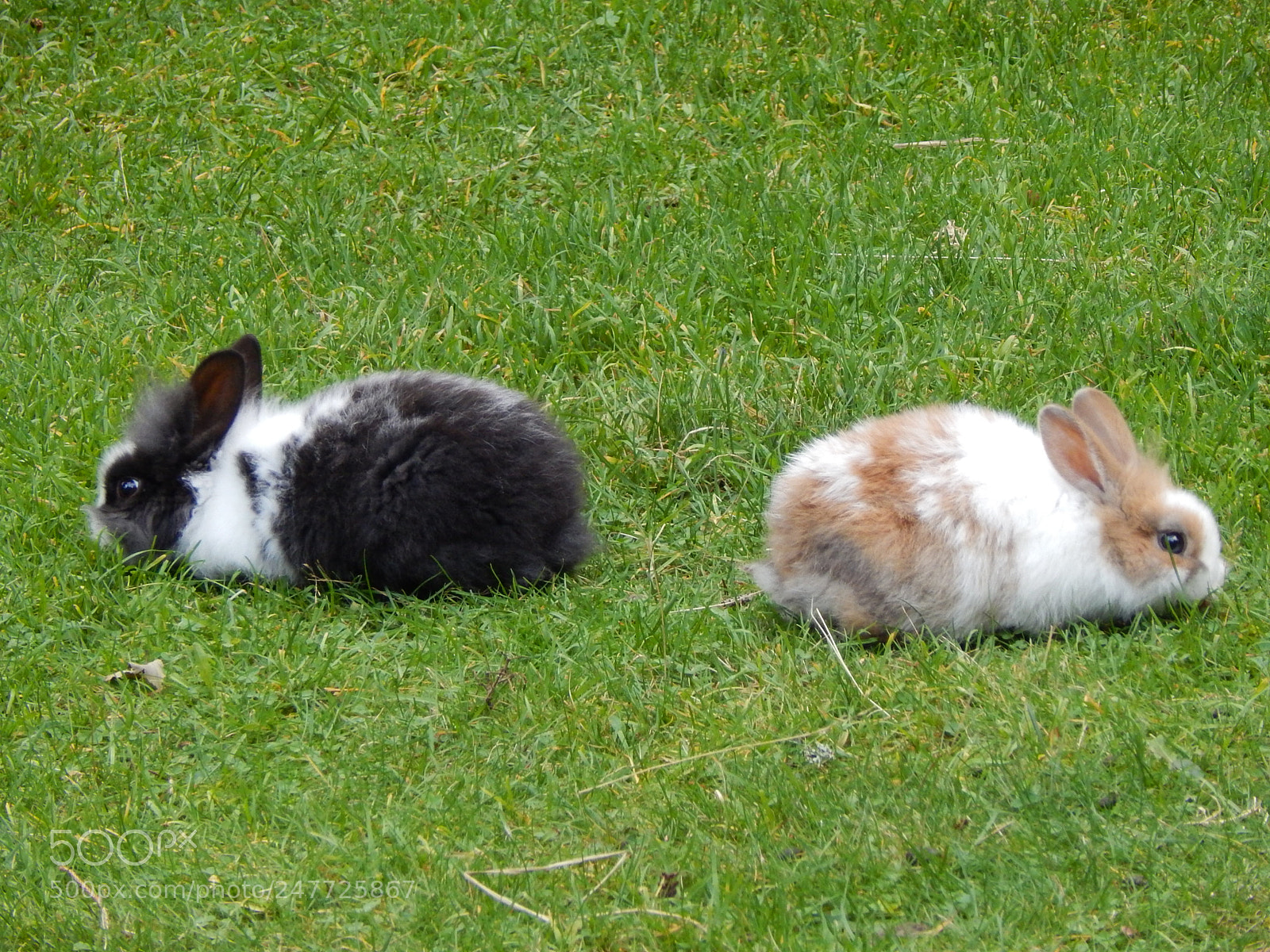 Nikon Coolpix L830 sample photo. Two rabbits photography