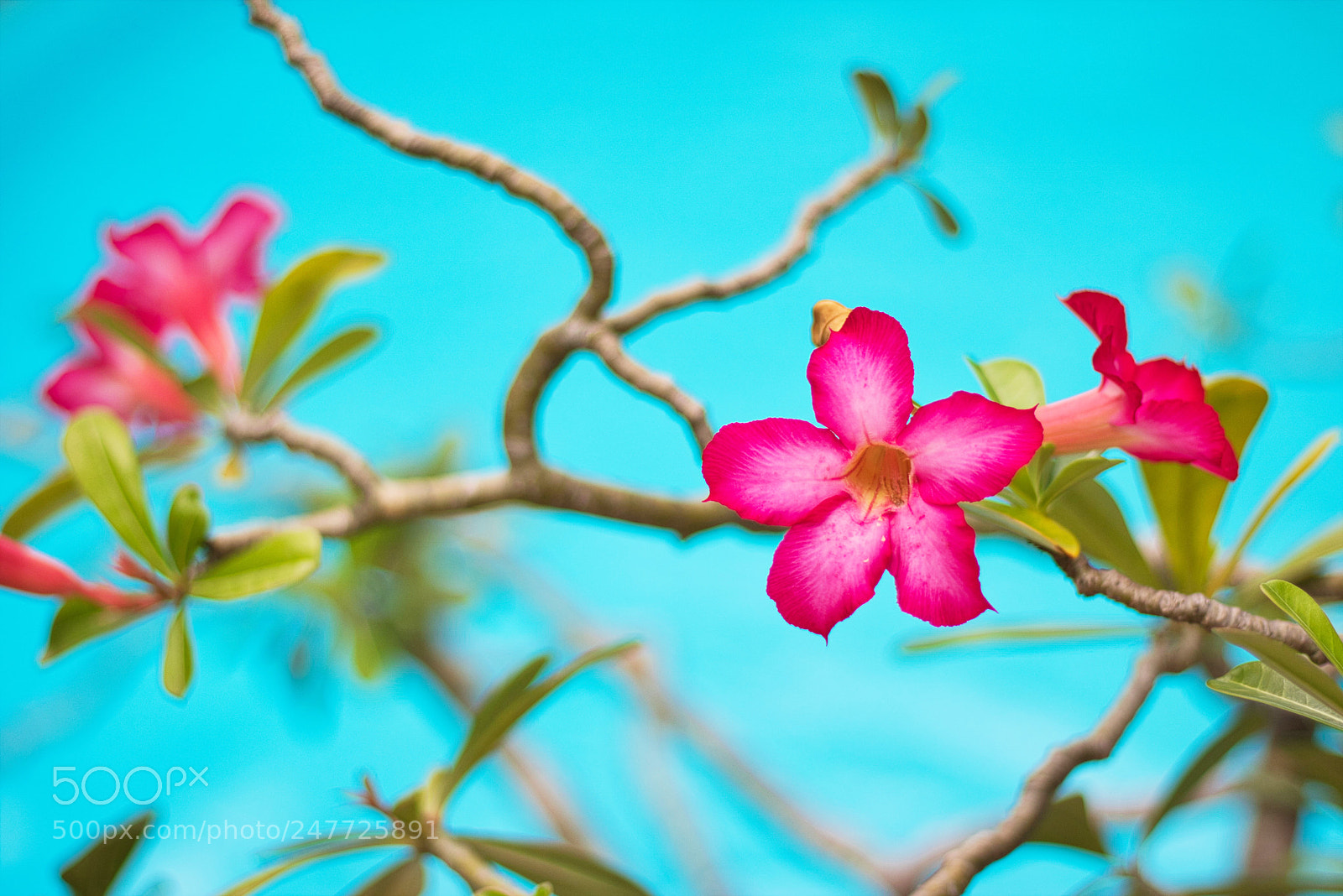Canon EOS 750D (EOS Rebel T6i / EOS Kiss X8i) sample photo. Sun flower photography