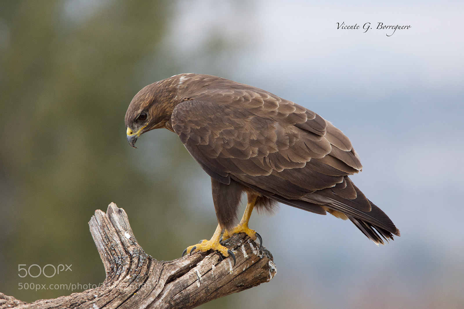 Nikon D7200 sample photo. Buteo buteo photography