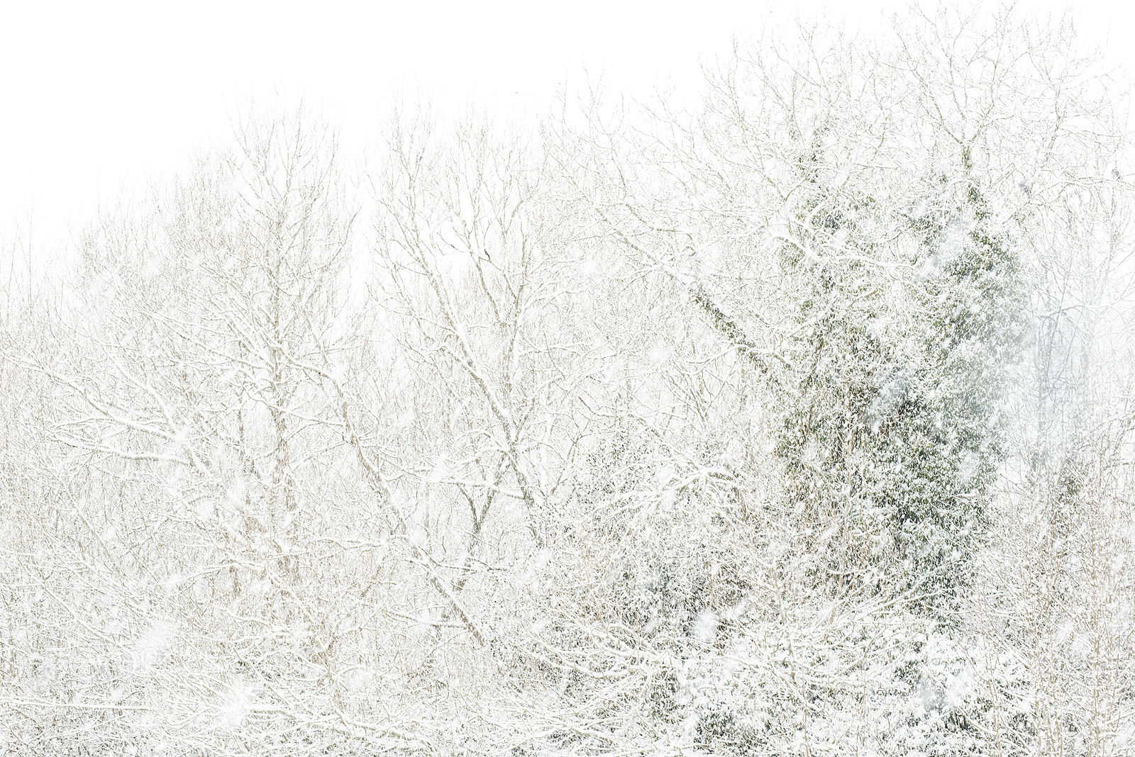 Nikon D800E sample photo. Deadmans lane in the photography