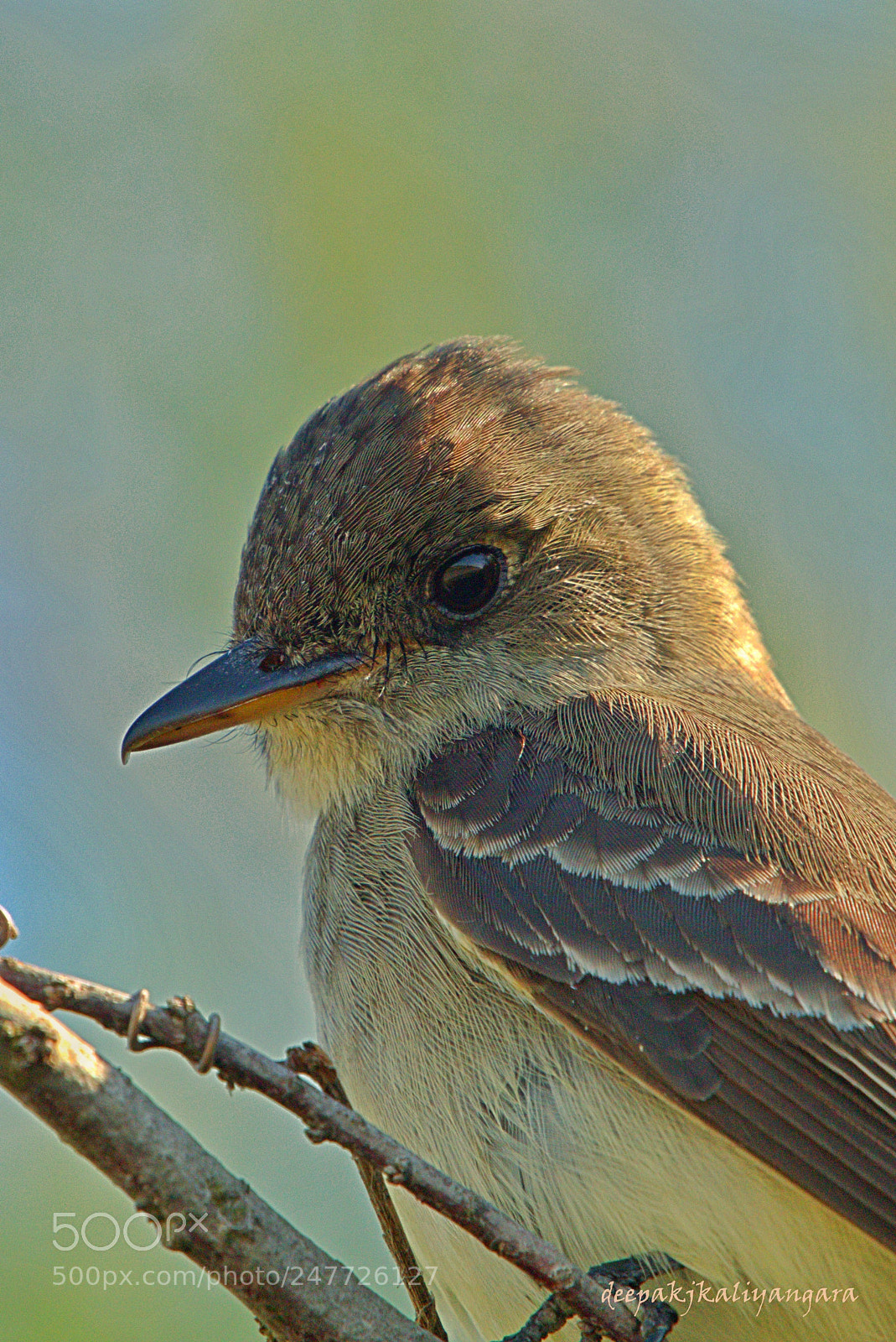 Pentax K-S2 sample photo. Eastern wood-pewee photography