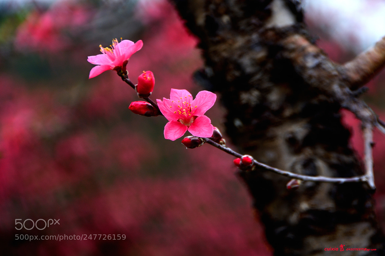 Nikon D5200 sample photo. 春天的桃花，美得浓情化不开 photography