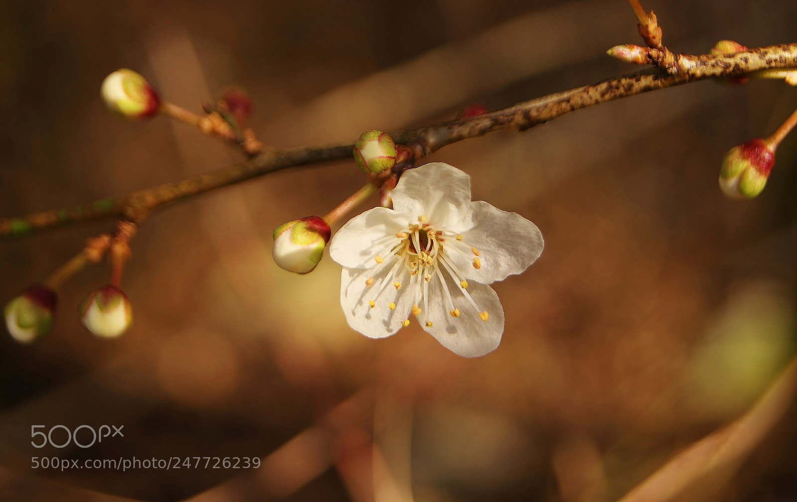 Sony Alpha DSLR-A380 sample photo. 4 degree blossom hold photography
