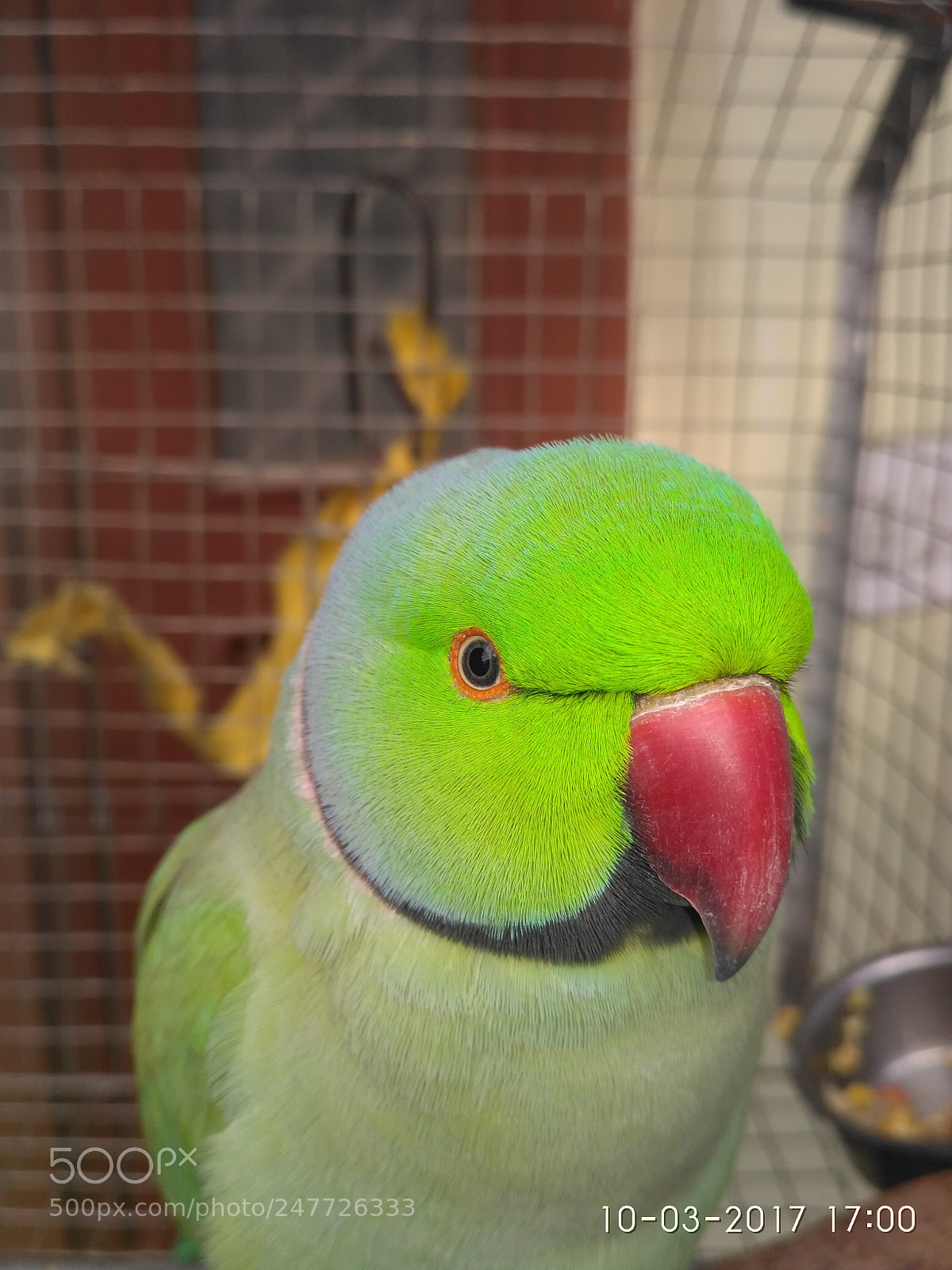 Xiaomi Redmi 3S sample photo. Lovebirds photography