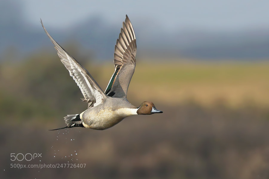 Canon EOS 7D Mark II sample photo. Pintail photography