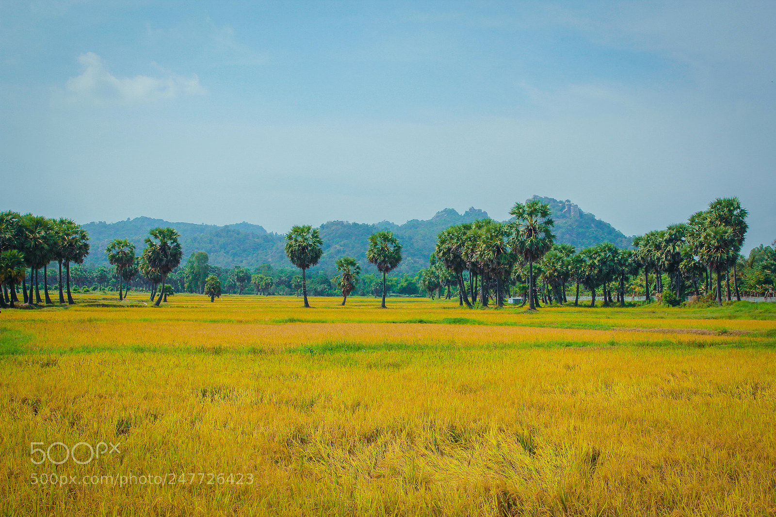 Canon EOS 60D sample photo. An giang iv photography