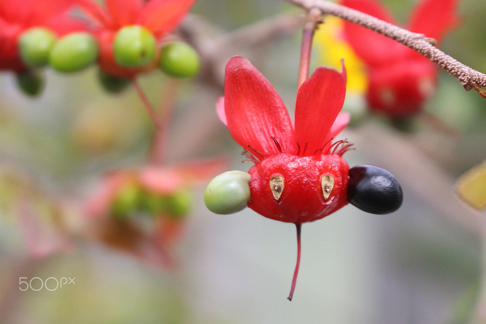 Canon EOS 100D (EOS Rebel SL1 / EOS Kiss X7) sample photo. Mickey mouse bush photography