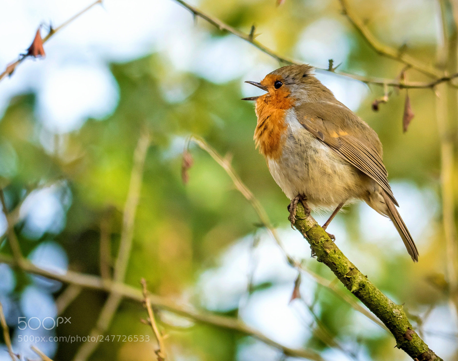 Panasonic Lumix DMC-GX8 sample photo. Robin photography