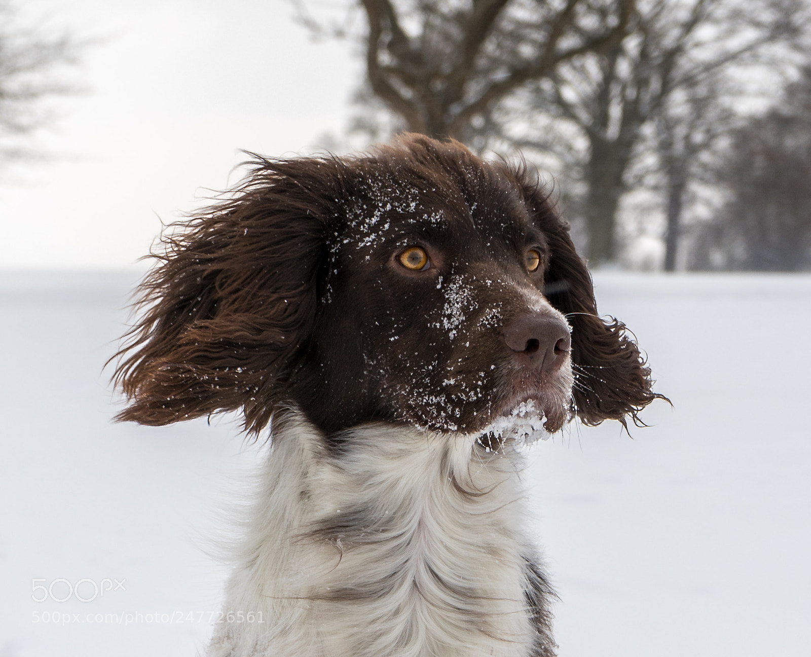 Sony a7 II sample photo. Maxwell photography