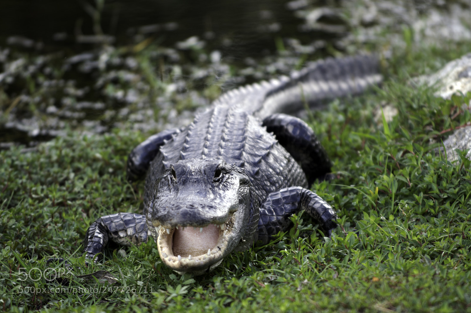 Nikon D3200 sample photo. Gator photography