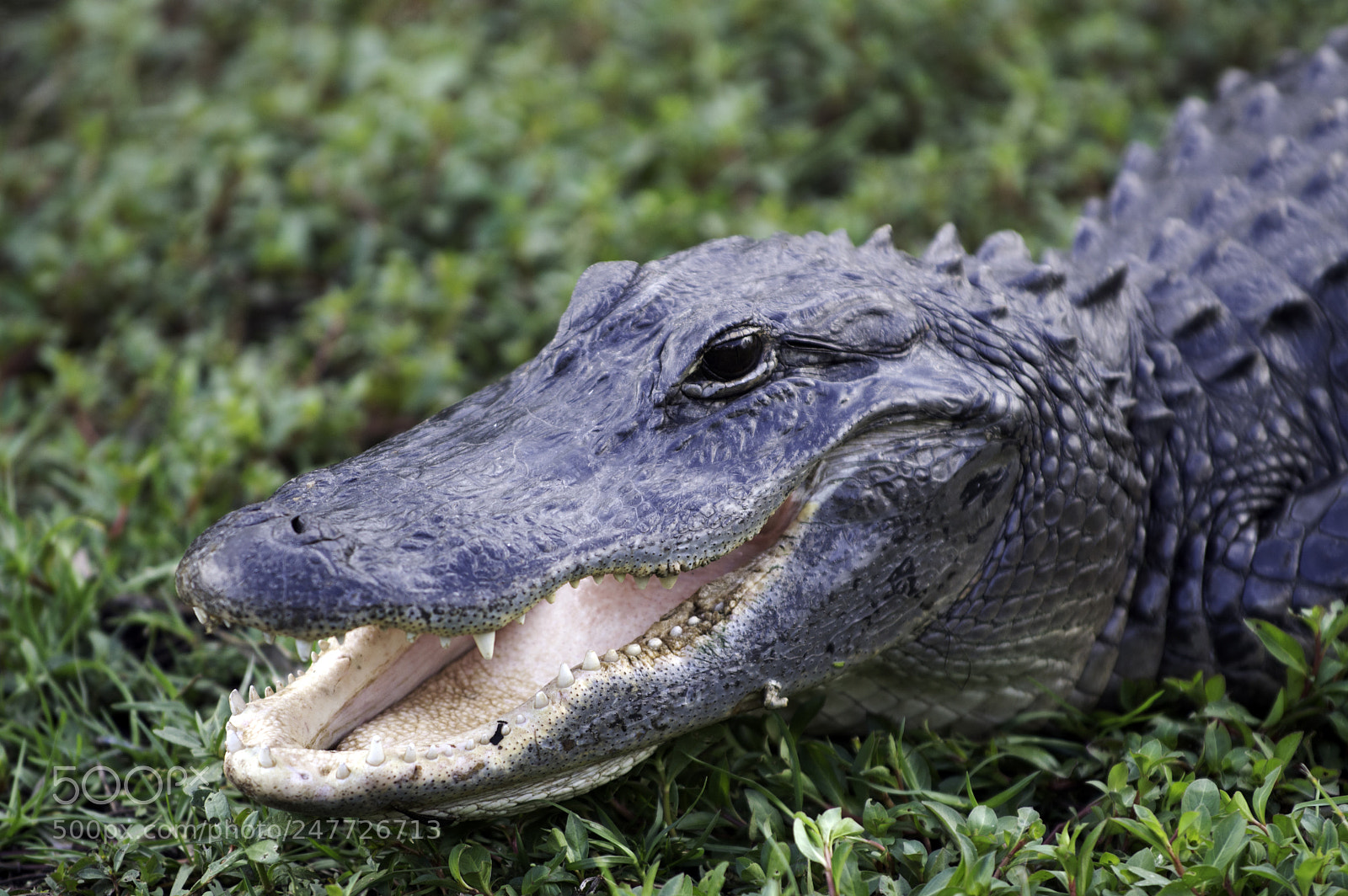 Nikon D3200 sample photo. Gator smile photography