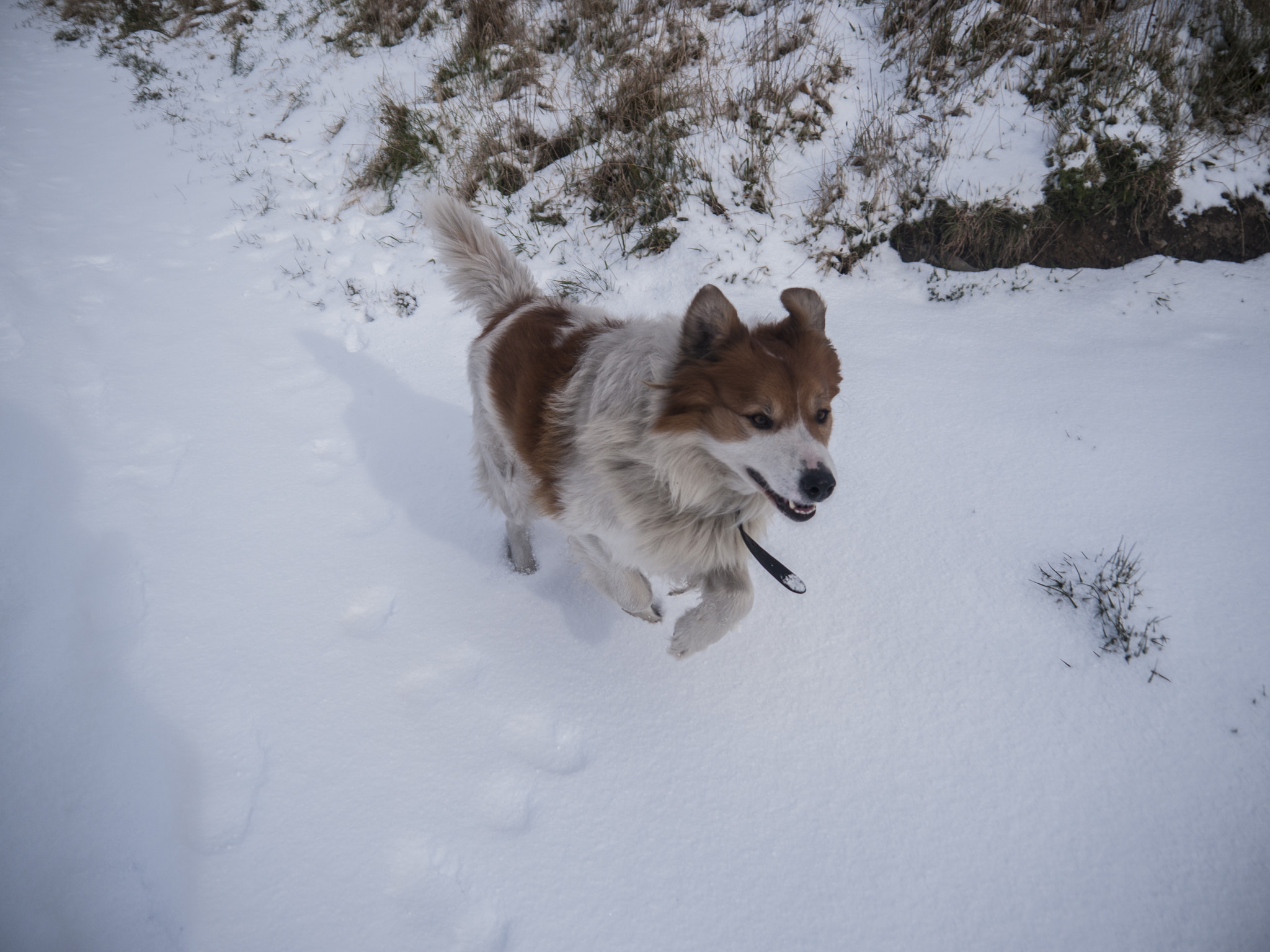 Panasonic Lumix DMC-GH1 sample photo. Snow dog photography