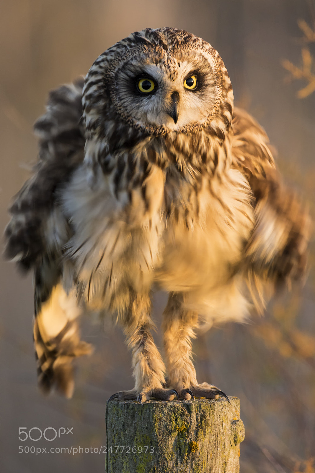 Canon EOS 7D Mark II sample photo. 20180113 doñana - 1086.jpg photography