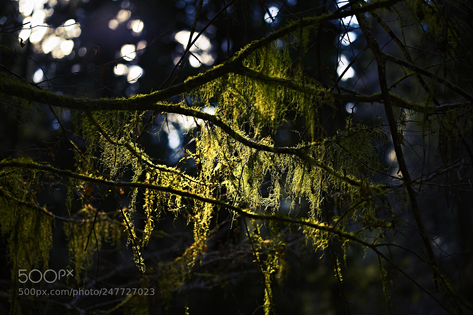 Sony a7R II sample photo. Sunlight in forest photography