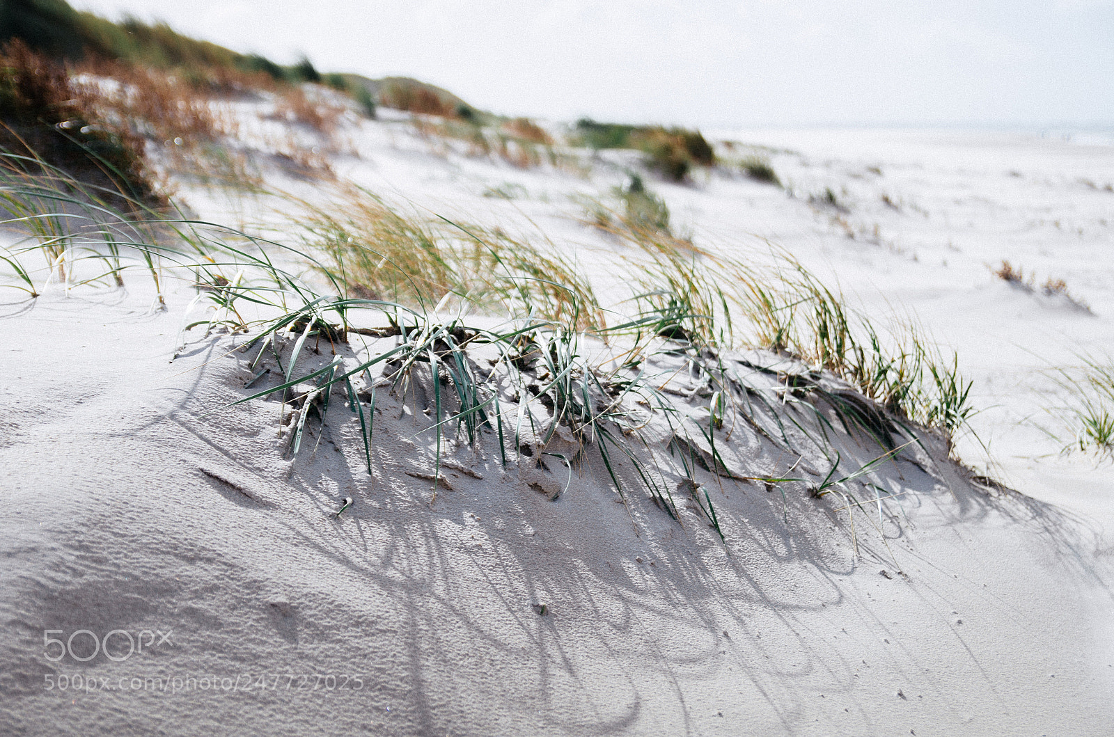 Pentax K-30 sample photo. Grass is green photography