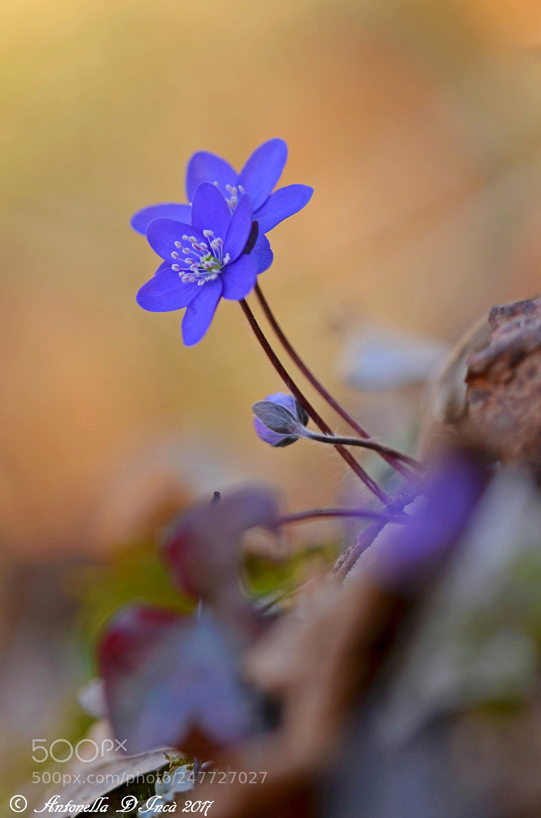 Nikon D3100 sample photo. Hepatica nobilis photography