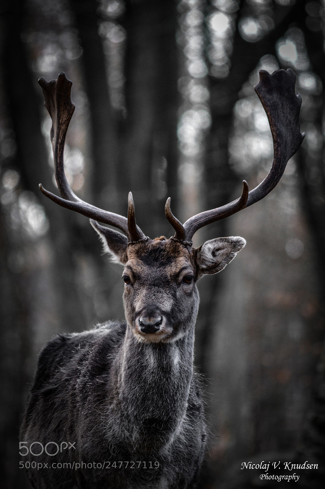 Nikon D3100 sample photo. The king of the photography