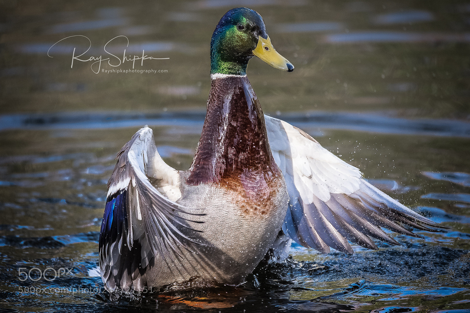 Nikon D4S sample photo. Water shot photography