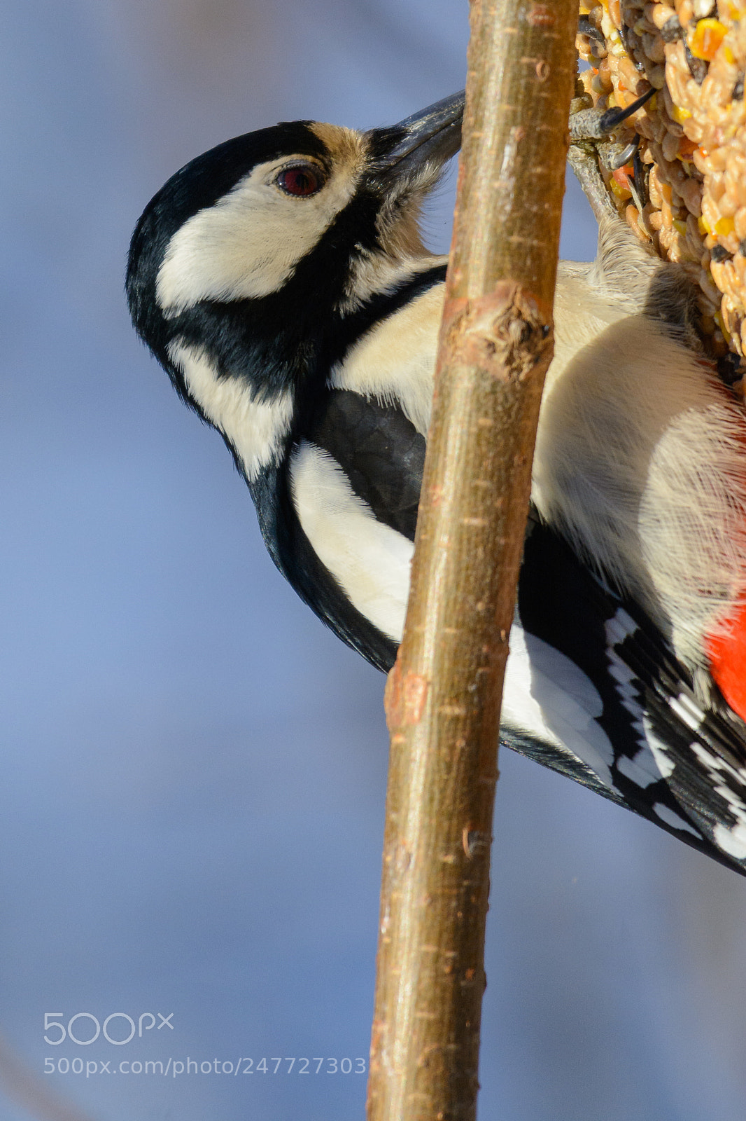Nikon D7100 sample photo. Woodpecker photography